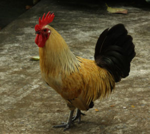 Mr. Foo, the rooster