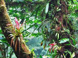 epiphytes