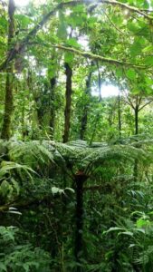 fern monteverde-country-lodge