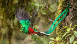 flying quetzal