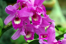 orchids