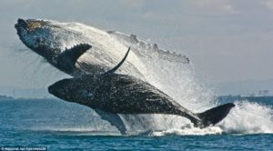 whale calf