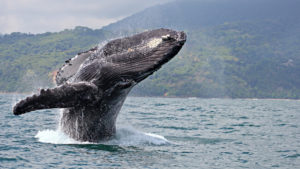 whale-watching-costa-rica